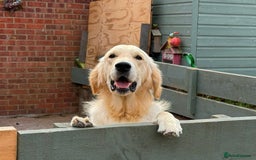 Golden Retriever dogs for sale: Truly Handsome Champion Sired Golden Retriever - Image 2