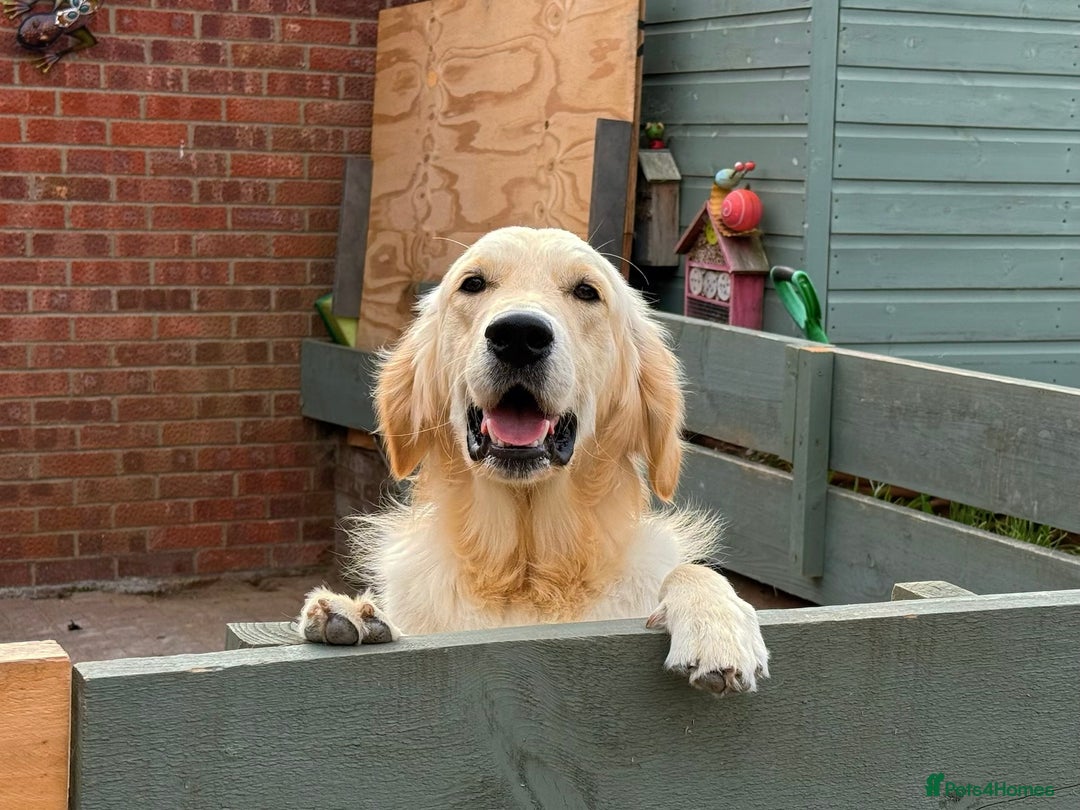 Golden Retriever dogs for sale: Truly Handsome Champion Sired Golden Retriever - Image 2