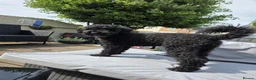 Poodle dogs for stud: Kenzuo Midnight - Ozzy in Southampton - Advert 25