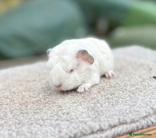 Guinea Pig rodents - Advert 19