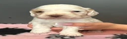 Clumber Spaniel dogs for sale: Top Quality Clumbers  - Advert 4