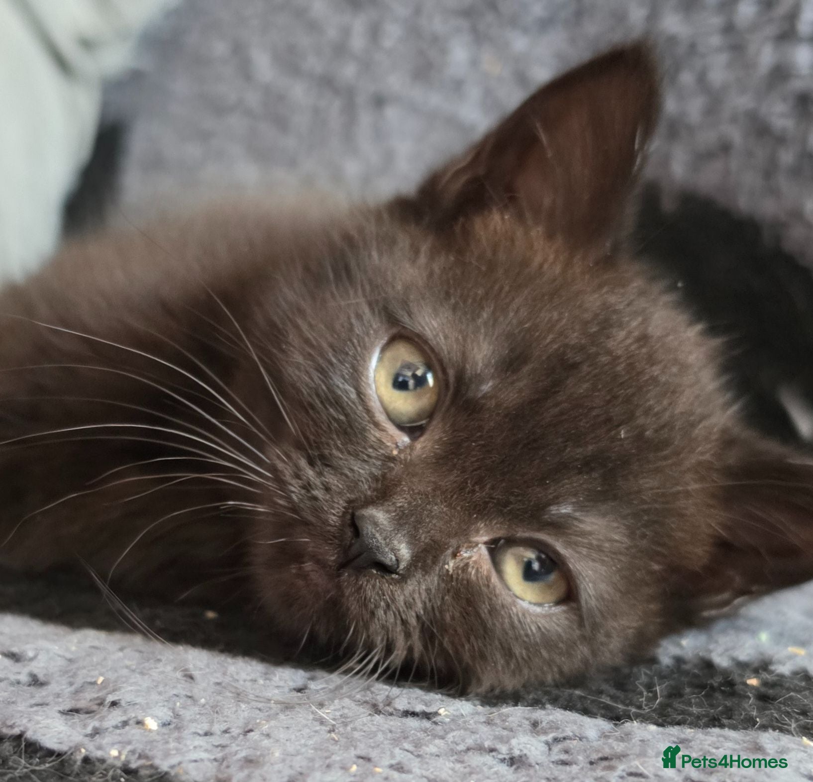 British Shorthair cats British Shorthair Exotic Kittens - Advert 2
