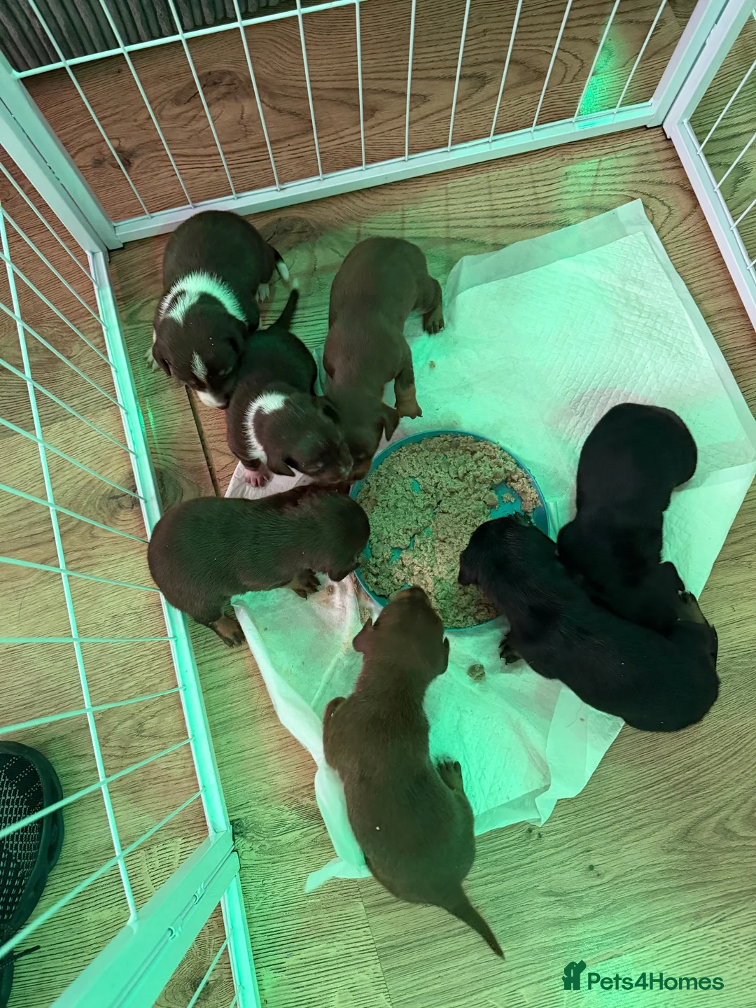 Mixed Breed dogs for sale: Mini Dasch / Kelpie pups  in Prescot - Advert 11