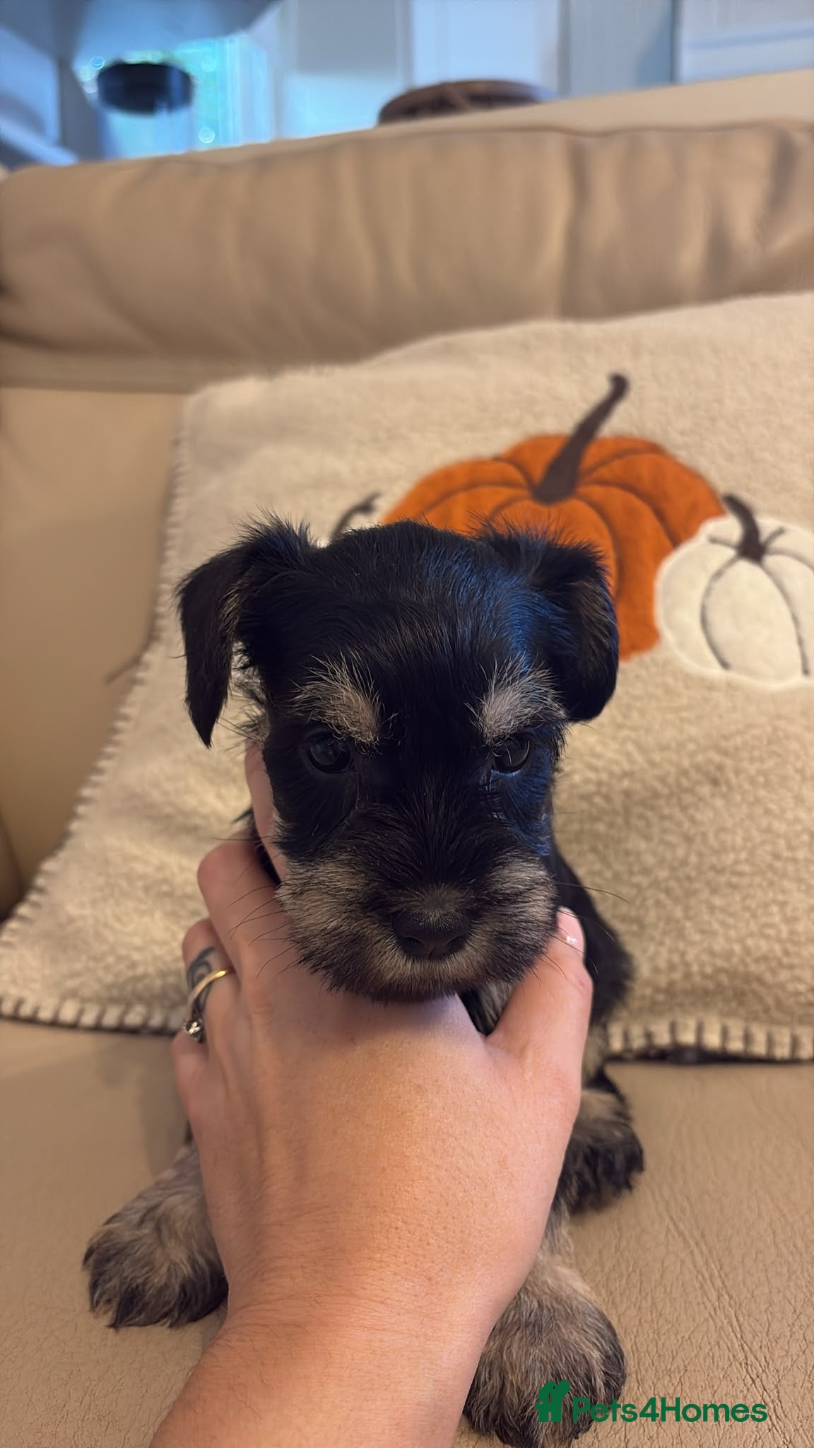 Miniature Schnauzer dogs for sale: KC miniature schnauzer Bva - Advert 2