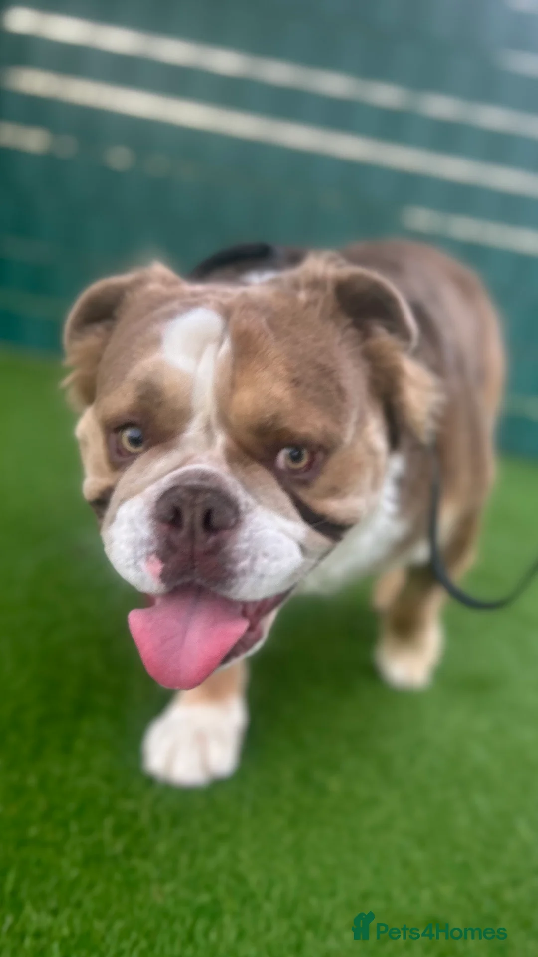 English Bulldog dogs for stud: Fluffy english bulldog for stud - Advert 2