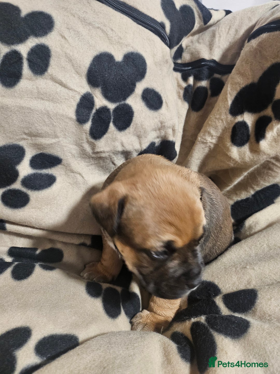 Mixed Breed dogs for sale: Mixed breed puppies - Advert 11