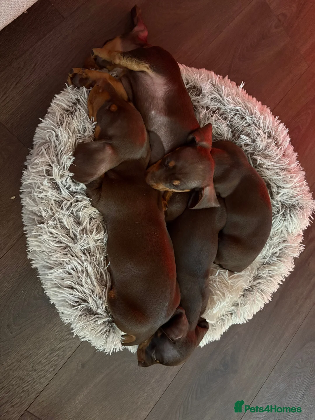 Miniature Dachshund dogs for stud: FOR STUD PROVEN KCreg Choc & tan mini Dachshund in Sunderland - Advert 29