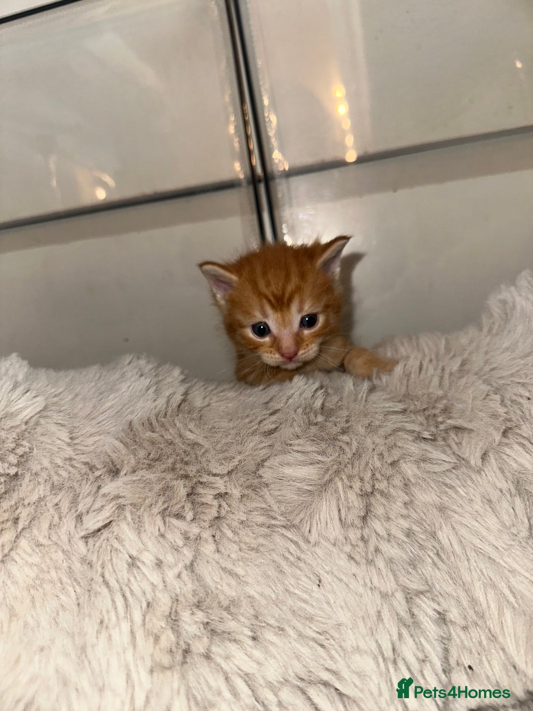 Maine Coon cats for sale: 5 MAINE COON X BABIES FOR SALE  - Advert 18