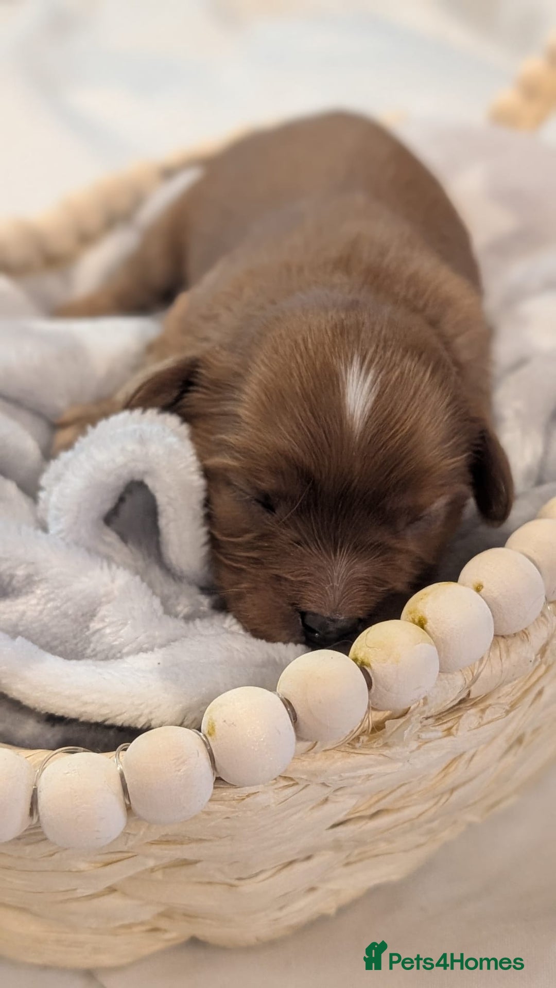Cavapoo dogs for sale: Rare extensively health tested F1 cavapoos  - Image 31