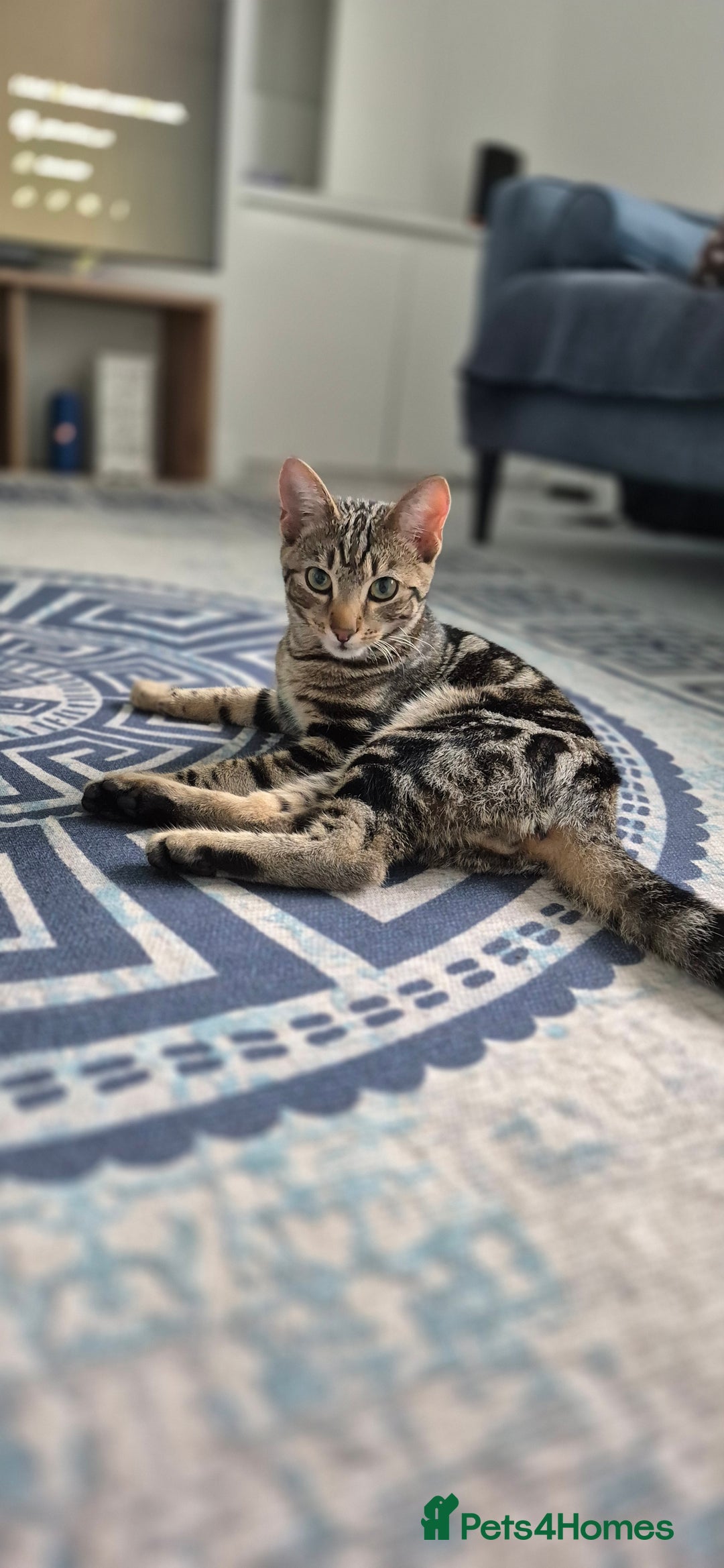Bengal cats for sale: Beautiful Tabby Kitten for new home - Image 6