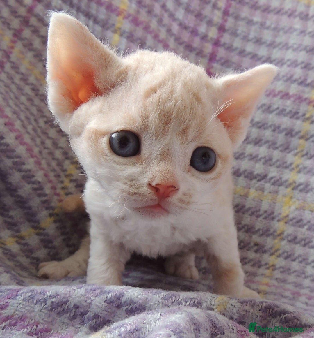 Devon Rex cats for sale: Beautiful Devon Rex Kittens - GCCF registered - Image 16