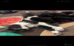 Mixed Breed cats for sale: Beautiful mix breed kittens  - Image 2