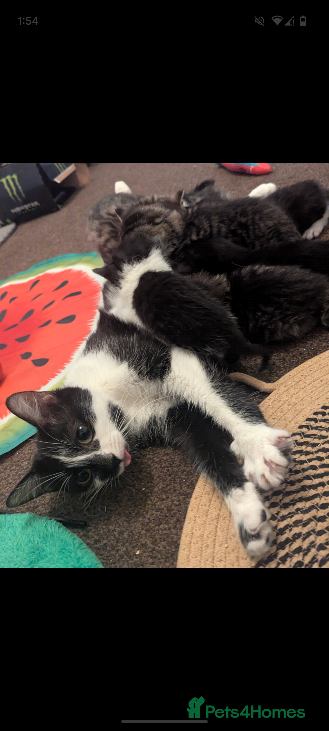 Mixed Breed cats for sale: Beautiful mix breed kittens  - Image 2
