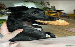 Mixed Breed dogs for sale: Jack Russell X Mixed Breed ‘Jet’ - Image 9