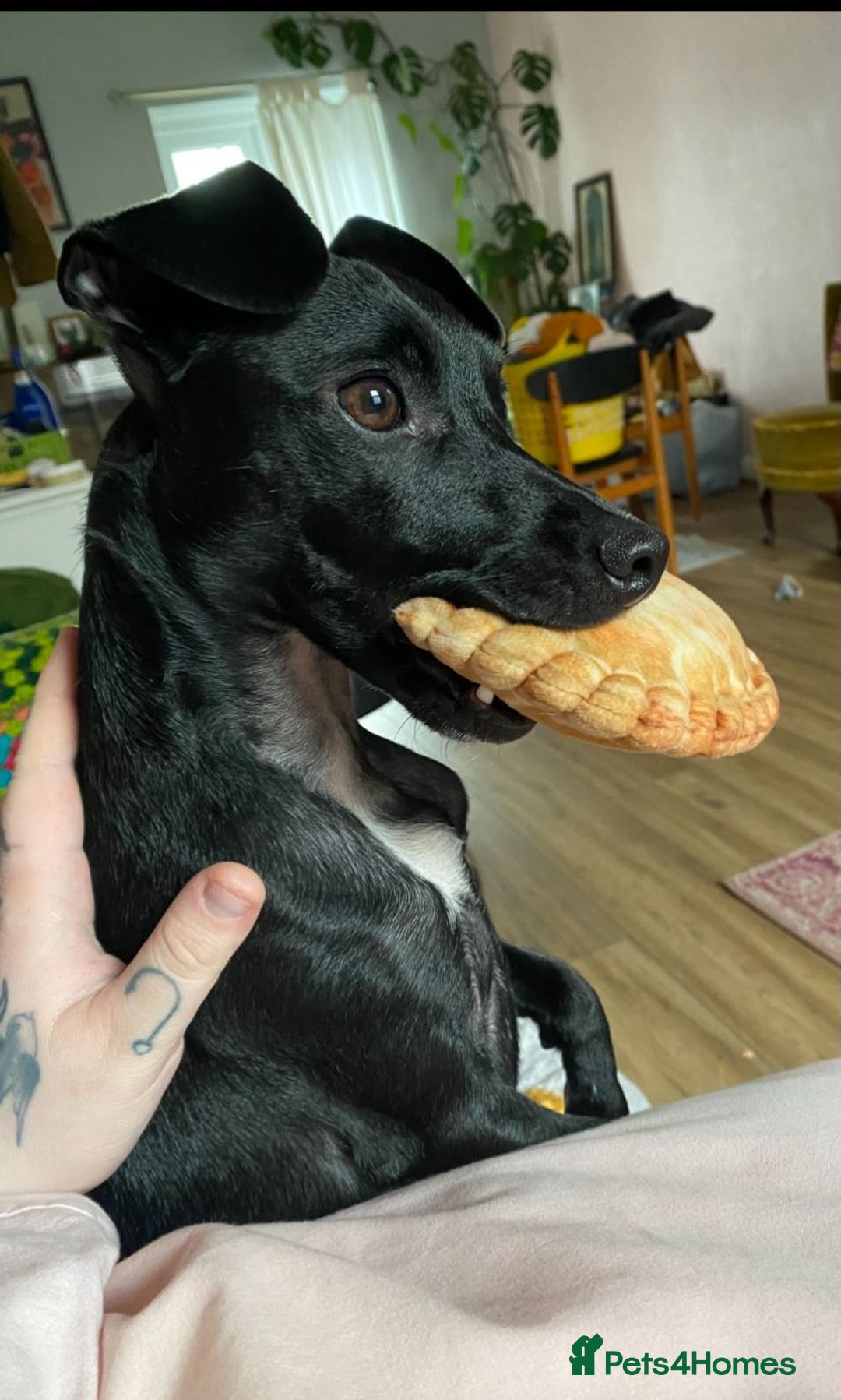 Mixed Breed dogs for sale: Jack Russell X Mixed Breed ‘Jet’ - Image 9