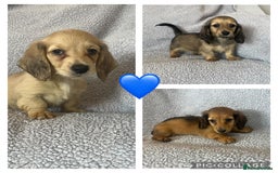 Miniature Dachshund dogs for sale: My last little man longhaired miniature dachshund in Houghton le Spring - Image 3