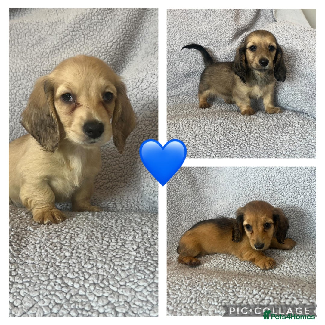 Miniature Dachshund dogs for sale: My last little man longhaired miniature dachshund in Houghton le Spring - Image 3