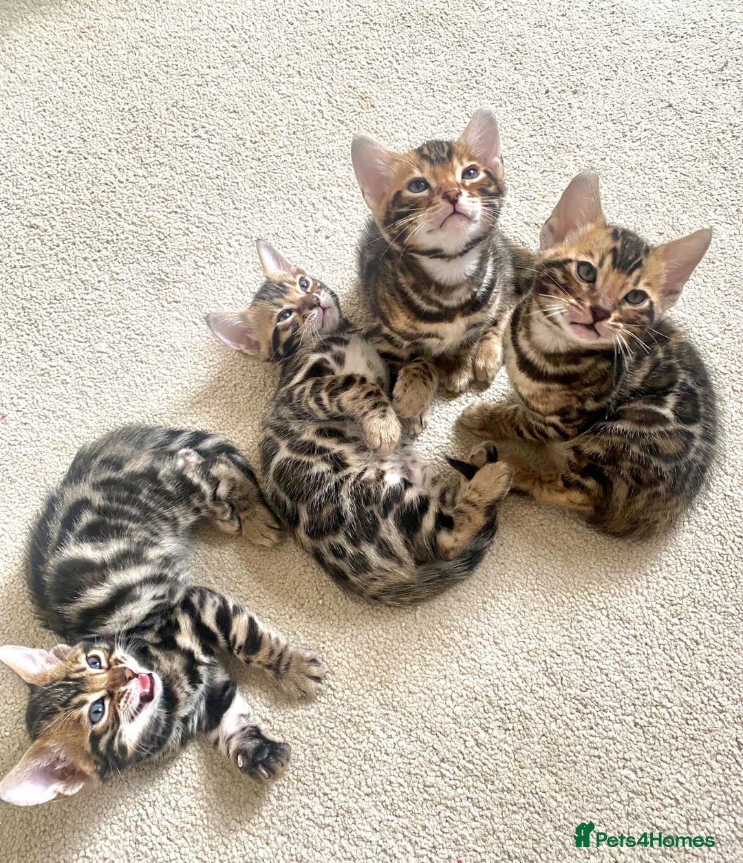 Bengal cats for sale: Bengal Wonderful Kitten.TICA registered😸😽😻✨✨✨ - Advert 1