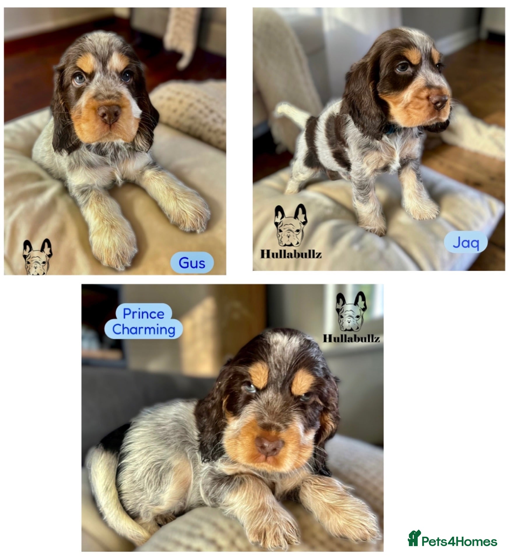 Cocker Spaniel dogs Health tested Show type Roan Cocker Spaniels  - Advert 1