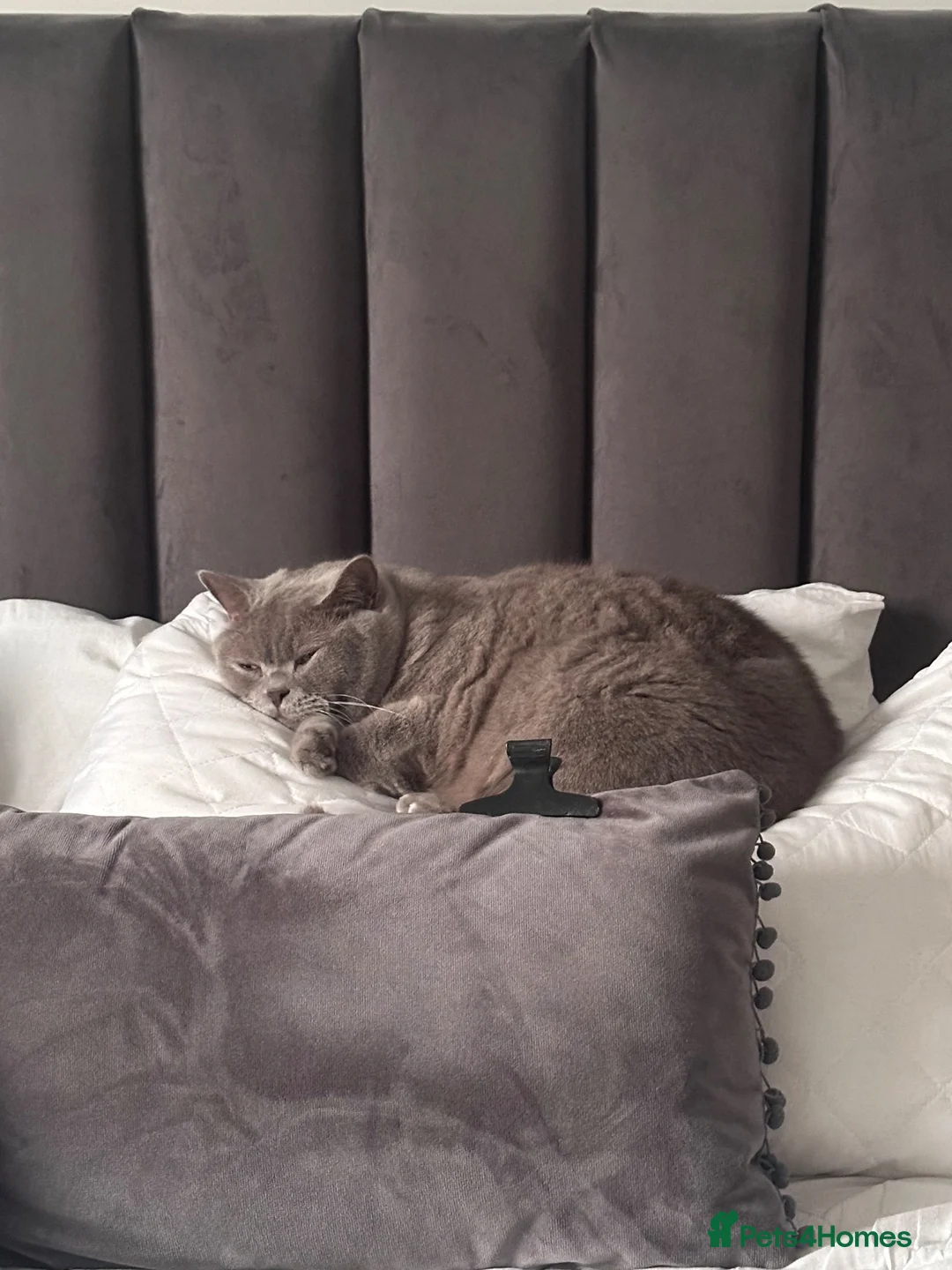 British Shorthair cats for sale: Rehoming BSH - Advert 13