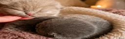 British Shorthair cats for sale: British Shorthair Pedigree Kittens in Glasgow - Advert 6
