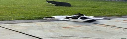 Mixed Breed cats for sale: 5 beautiful kittens for sale  - Advert 4