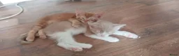 Mixed Breed cats for sale: British shorthair cross kittens  - Advert 7