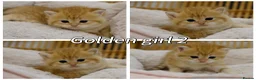 British Shorthair cats for sale: Pedigree BSH golden kitten TICA registered  - Advert 5