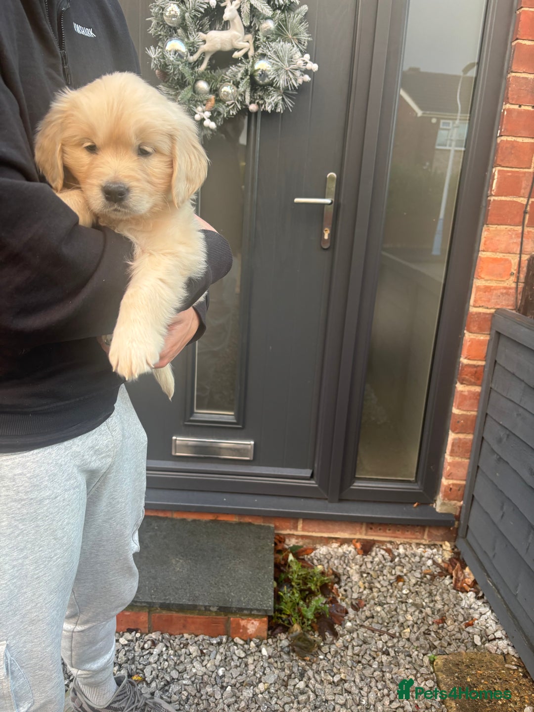 Golden Retriever dogs for sale: Golden Retriever Girl   - Advert 4