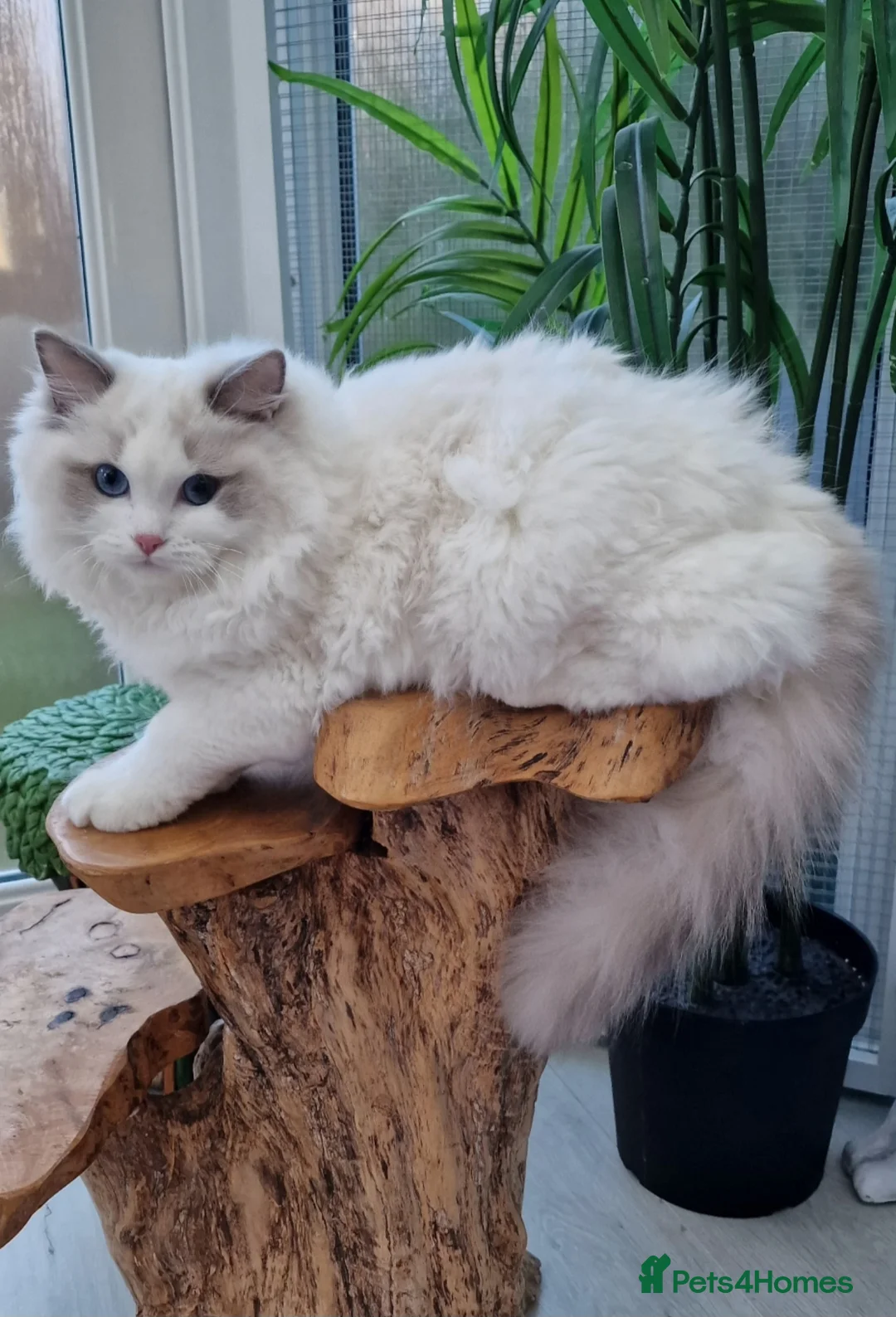 Ragdoll cats for sale: 🎀✨️Exclusive top quality kittens🎀 from🏆lines✨️ - Advert 7