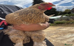 Chickens poultry for sale: Whole Laying Hen Flock for Sale, chicks, hens. - Image 7