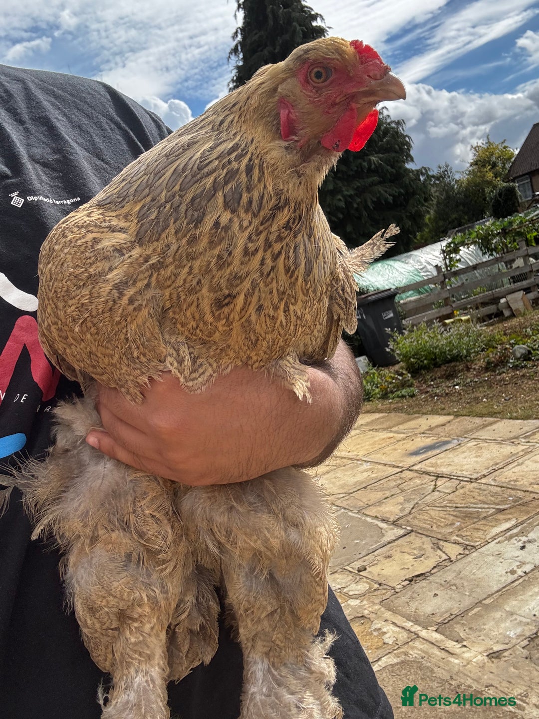 Chickens poultry for sale: Whole Laying Hen Flock for Sale, chicks, hens. - Image 7