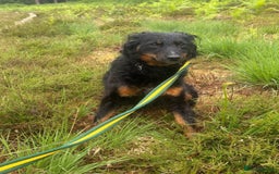 Mixed Breed dogs for adoption: Paige - Norwich Norfolk  - Image 9