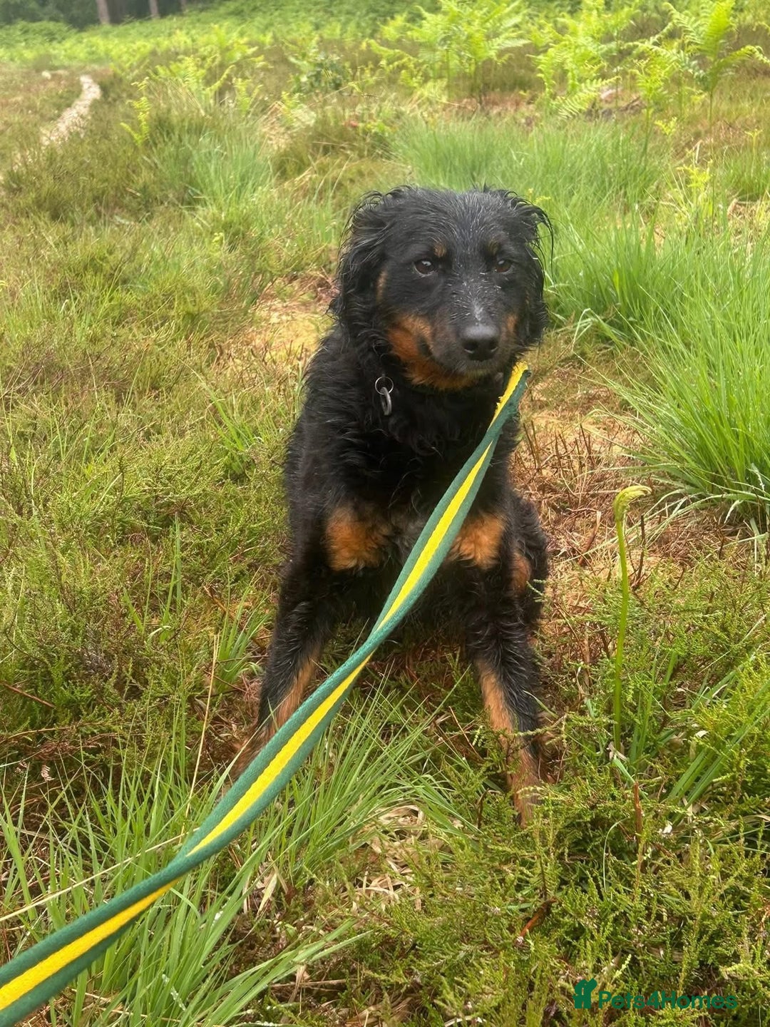 Mixed Breed dogs for adoption: Paige - Norwich Norfolk  - Image 9