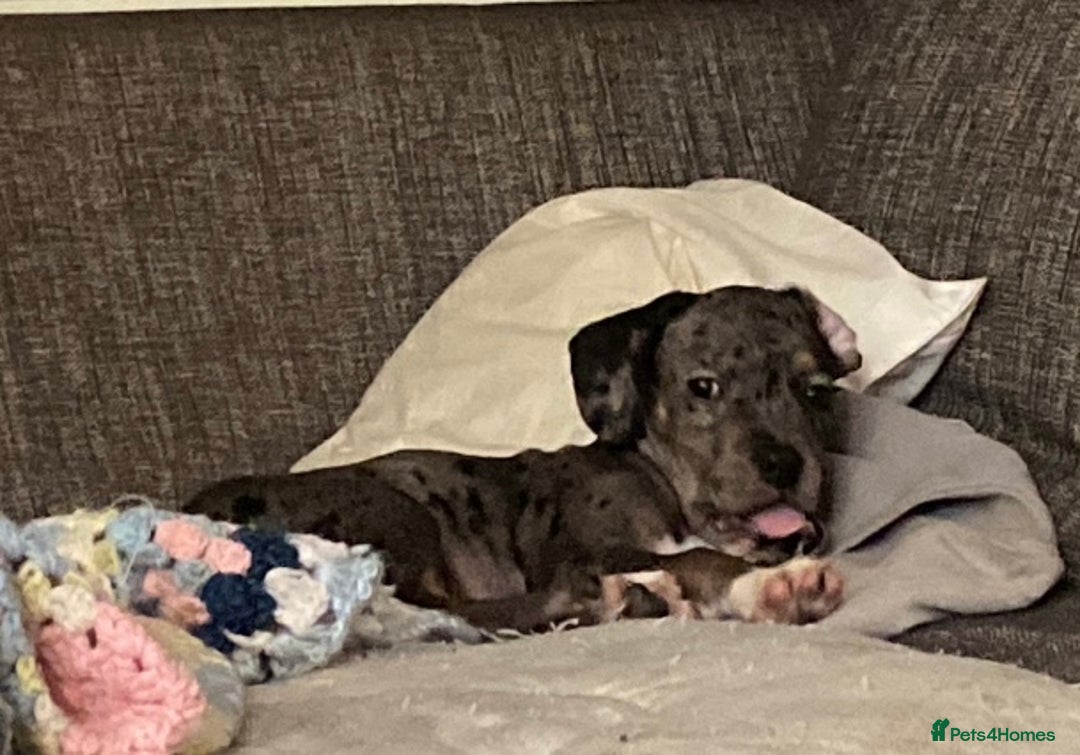 Mixed Breed dogs for sale: Staffy cross American bulldog  - Image 2