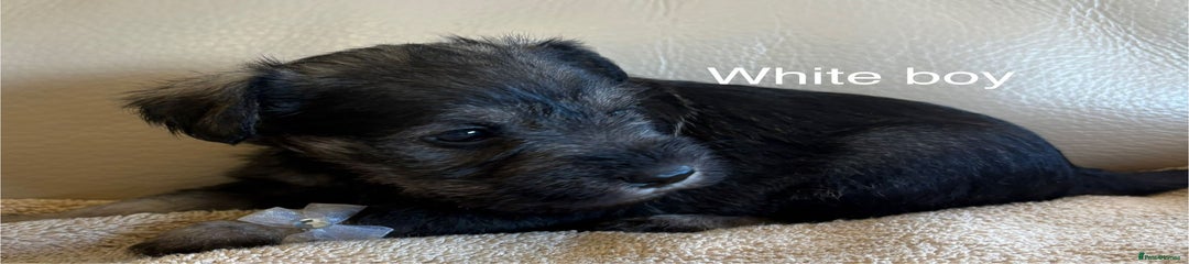 Miniature Schnauzer Puppy 4