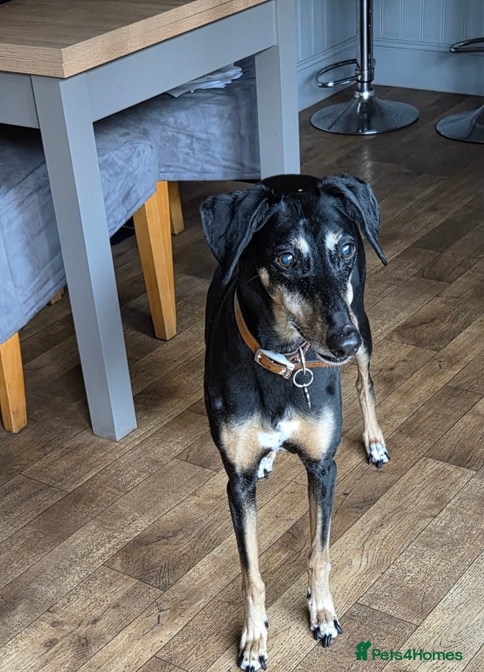 Mixed Breed dogs Whippet- Greyhound cross (loving home needed)  - Advert 1