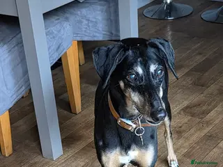 Mixed Breed dogs Whippet- Greyhound cross (loving home needed) - Advert 1