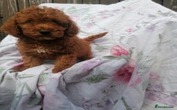 Miniature Poodle dogs for sale: Miniature poodles  - Image 22