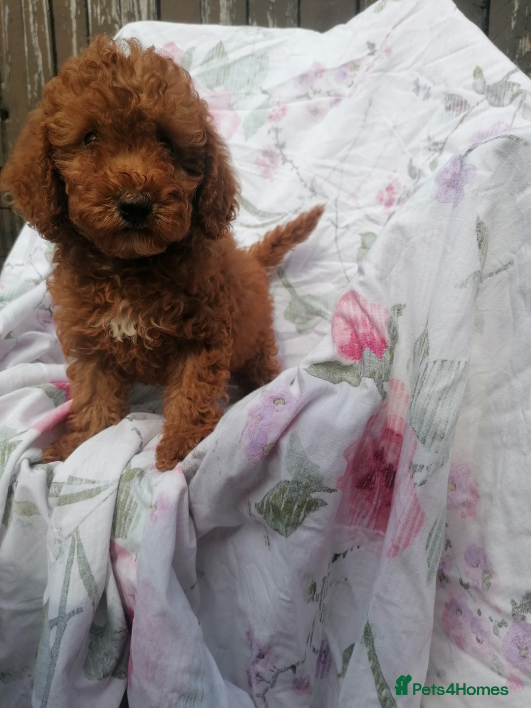 Miniature Poodle dogs for sale: Miniature poodles  - Image 22
