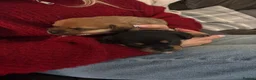 Jack Russell dogs for sale: Tan, Black and Tan puppies for sale  in Malton - Advert 4