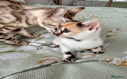 Bengal cats for sale: Bengal kittens 4 pure bangals 5 bengal x kittens - Image 19