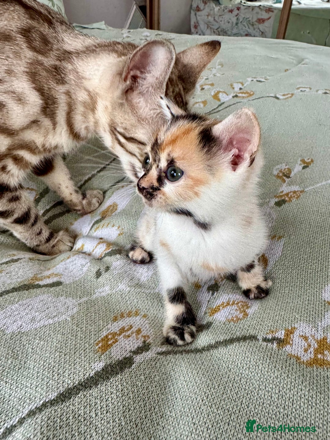 Bengal cats for sale: Bengal kittens 4 pure bangals 5 bengal x kittens - Image 19