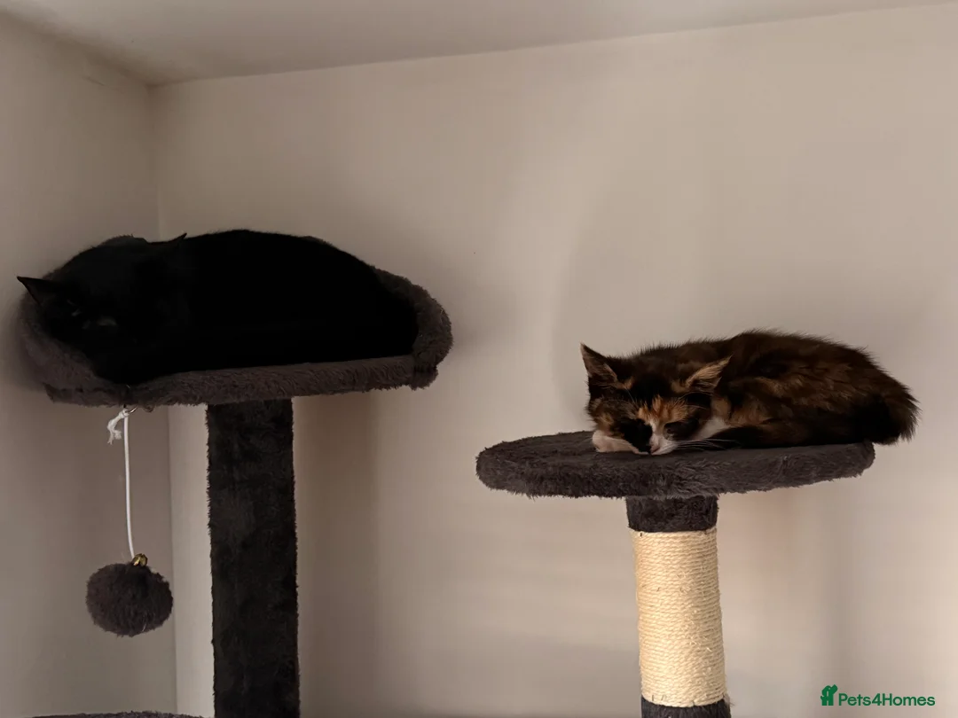 Mixed Breed cats for sale: Two female kittens for sale- black and calico  - Advert 2