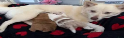 Pomsky dogs for sale: Our rare little boy is ready to find his new home  in Swansea - Advert 8