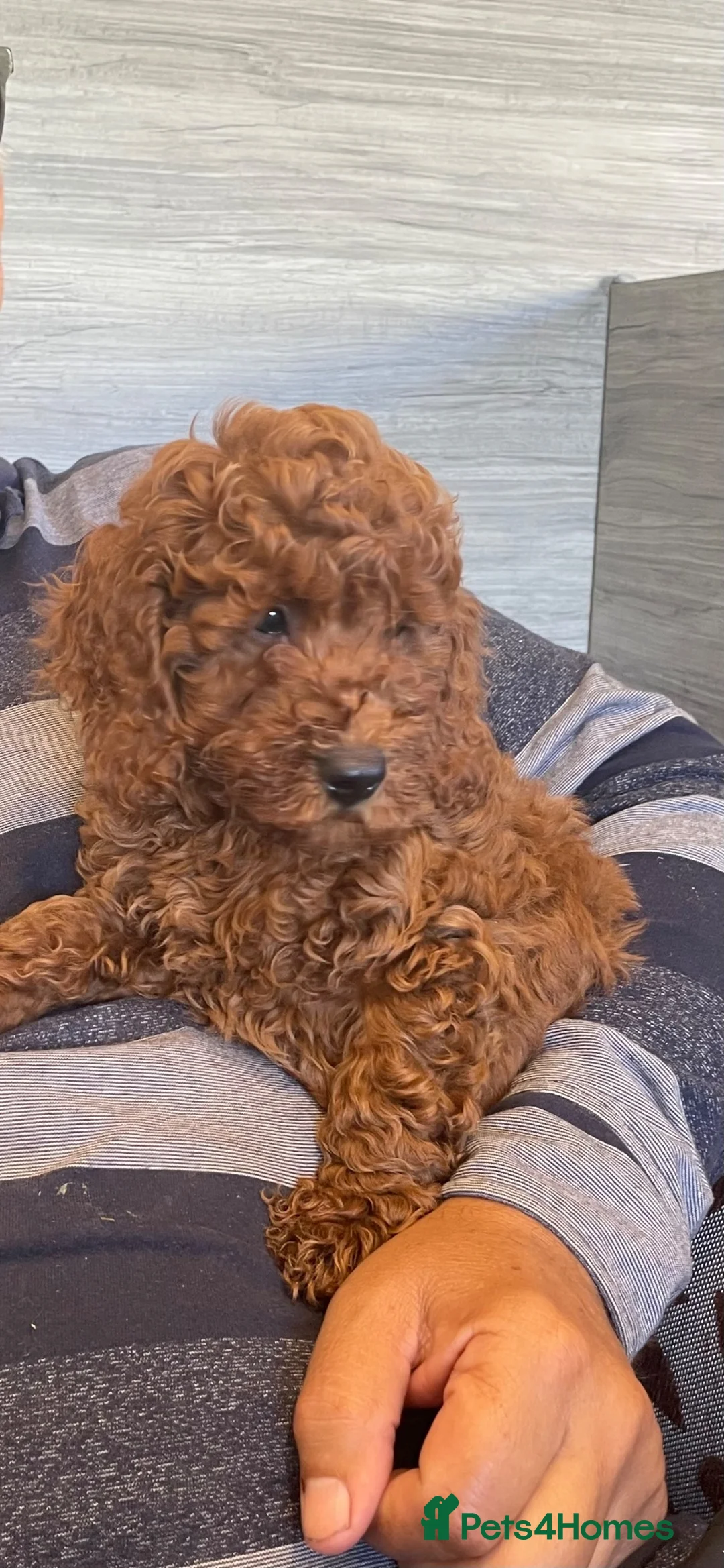 Cockapoo dogs for sale: COCKAPOO PUPPIES  - Advert 1