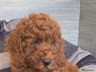 Cockapoo dogs for sale: COCKAPOO PUPPIES - Advert 1