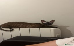 Cornish Rex cats for sale: Bruno, Cornish rex - Image 4