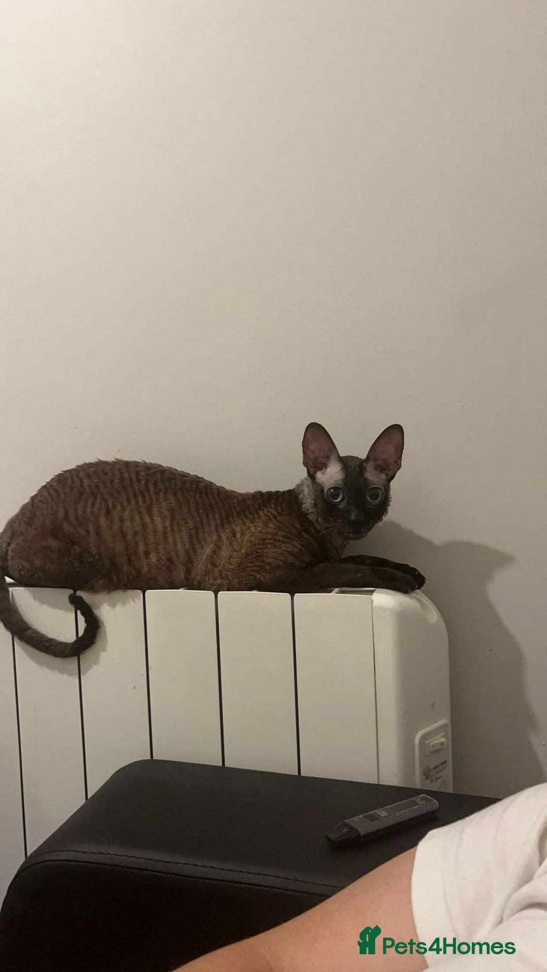 Cornish Rex cats for sale: Bruno, Cornish rex - Image 4