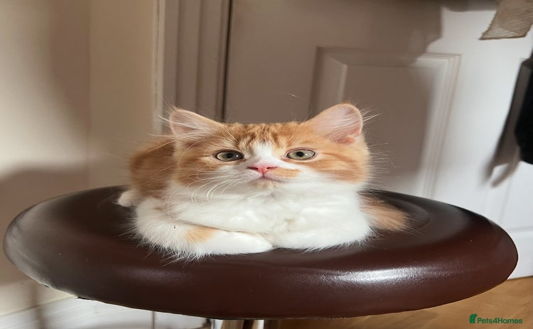 Persian cats - Advert 15